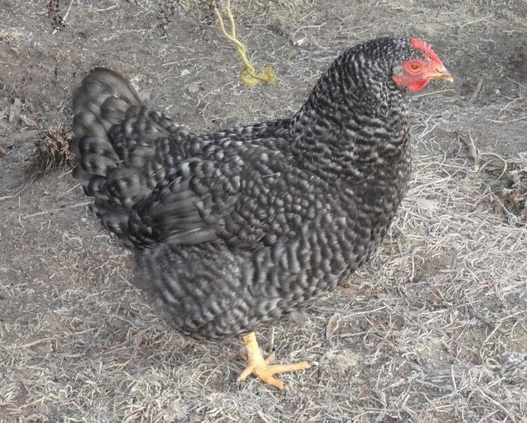Ontdek de Avontuurlijke Kansen van Chicken Road Casino Nederland Online, chicken road gokkast